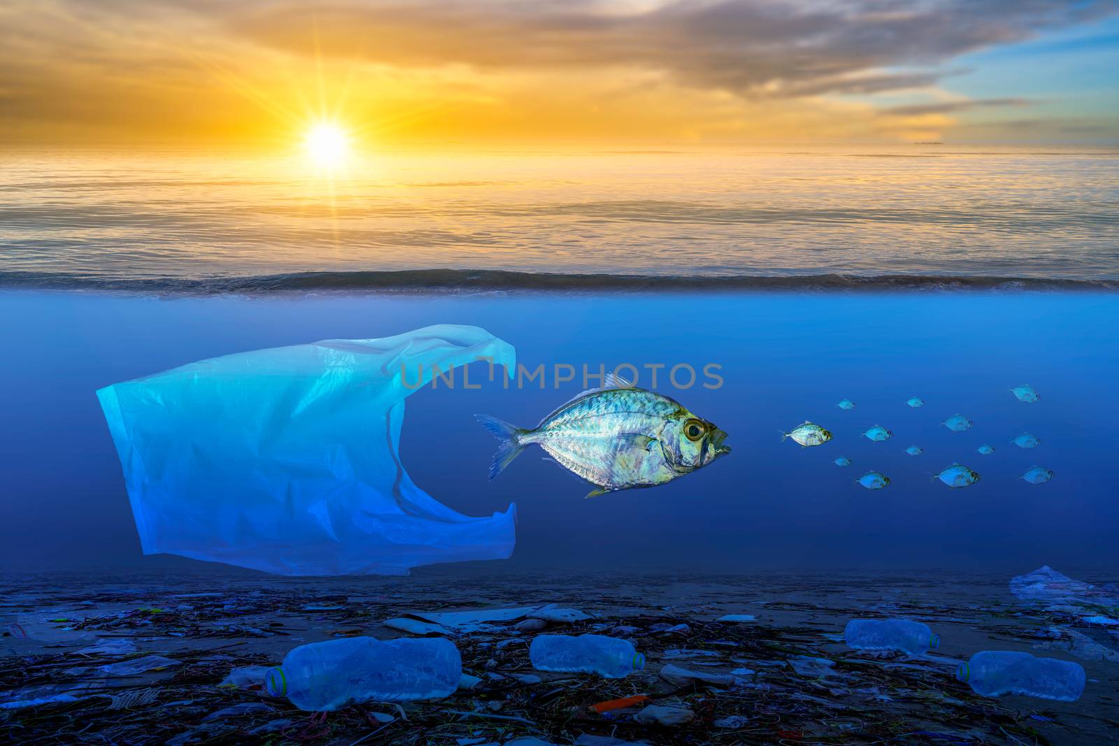 Fish that are approaching dying, floating on the surface, the impact of plastic waste in the sea concepts of nature conservation and the sea