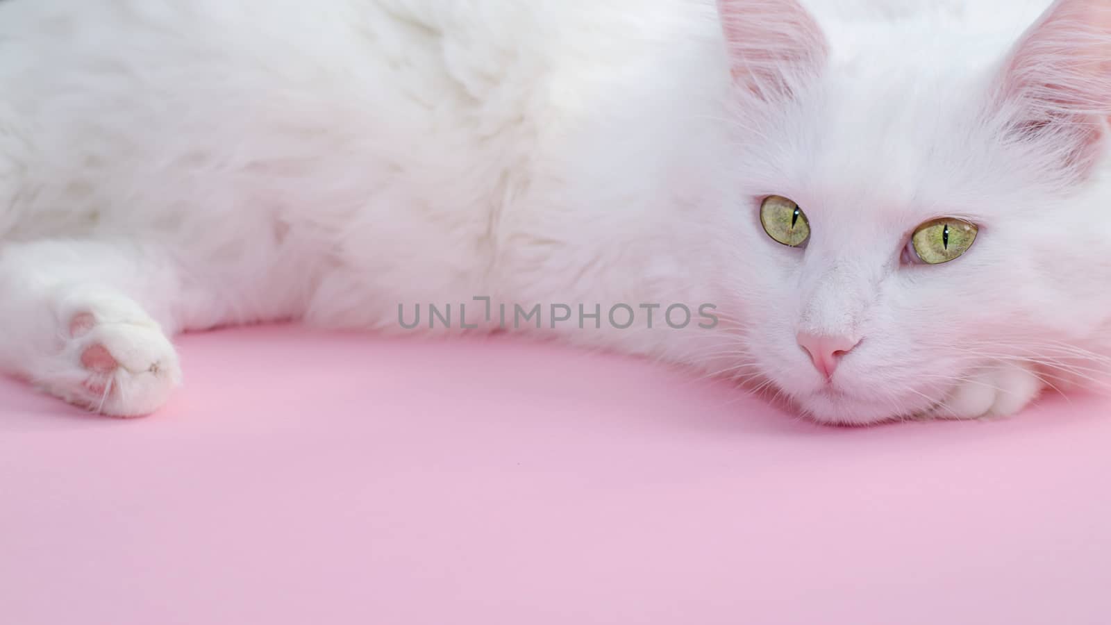 Delicate pastel pink background with a place for text below and a fluffy white cat on top