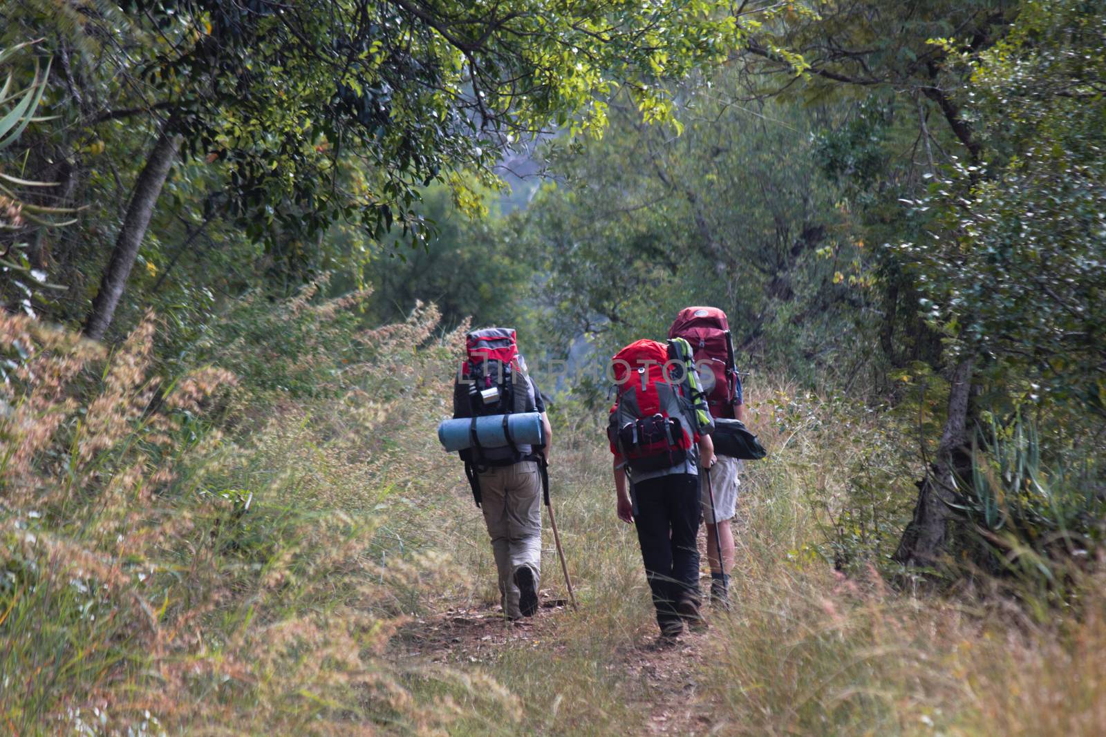 Three backpackers hiking up a forest hill trail, Limpopo, South Africa