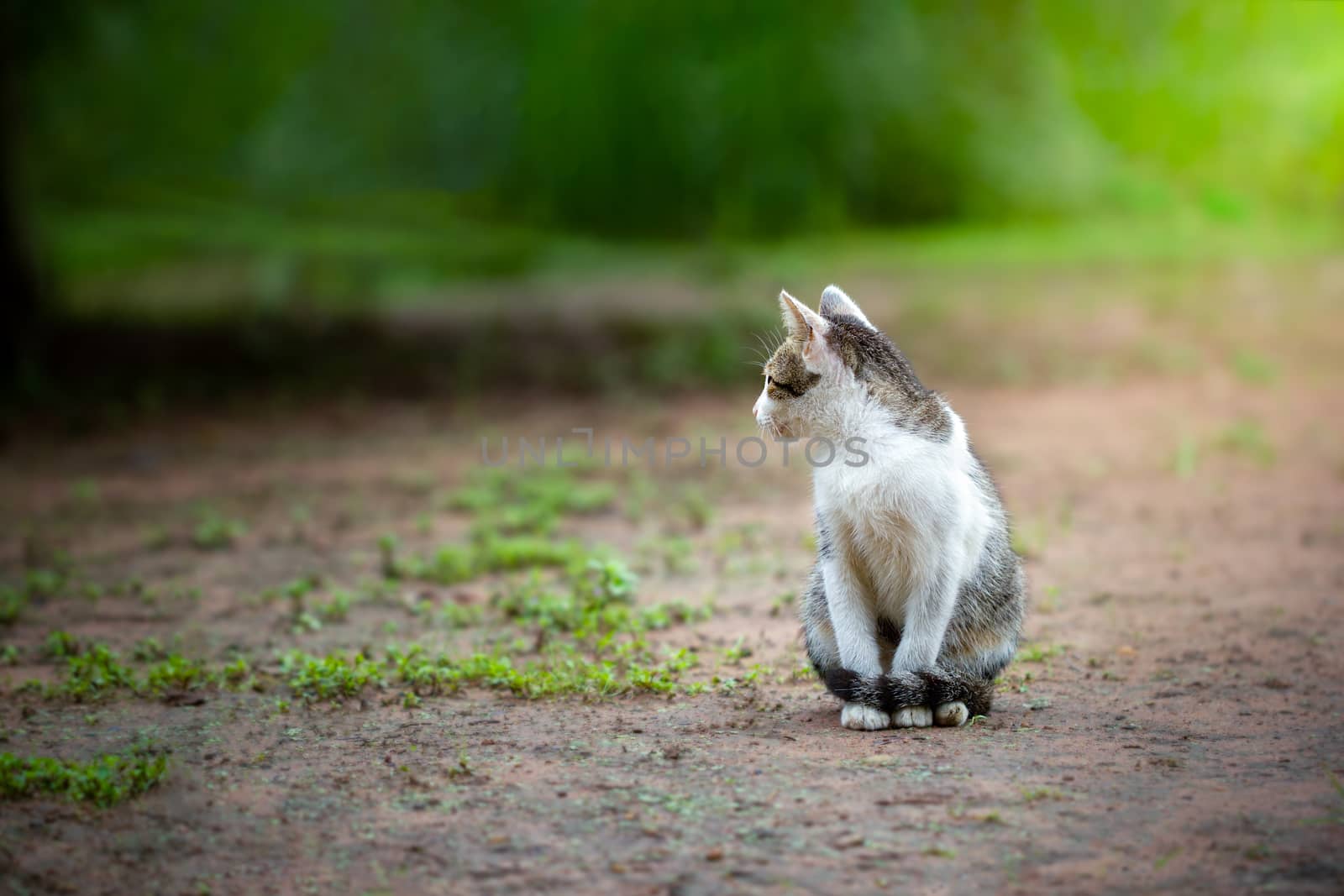 Cute grey and white cats face to the left and sit on the ground in the morning.