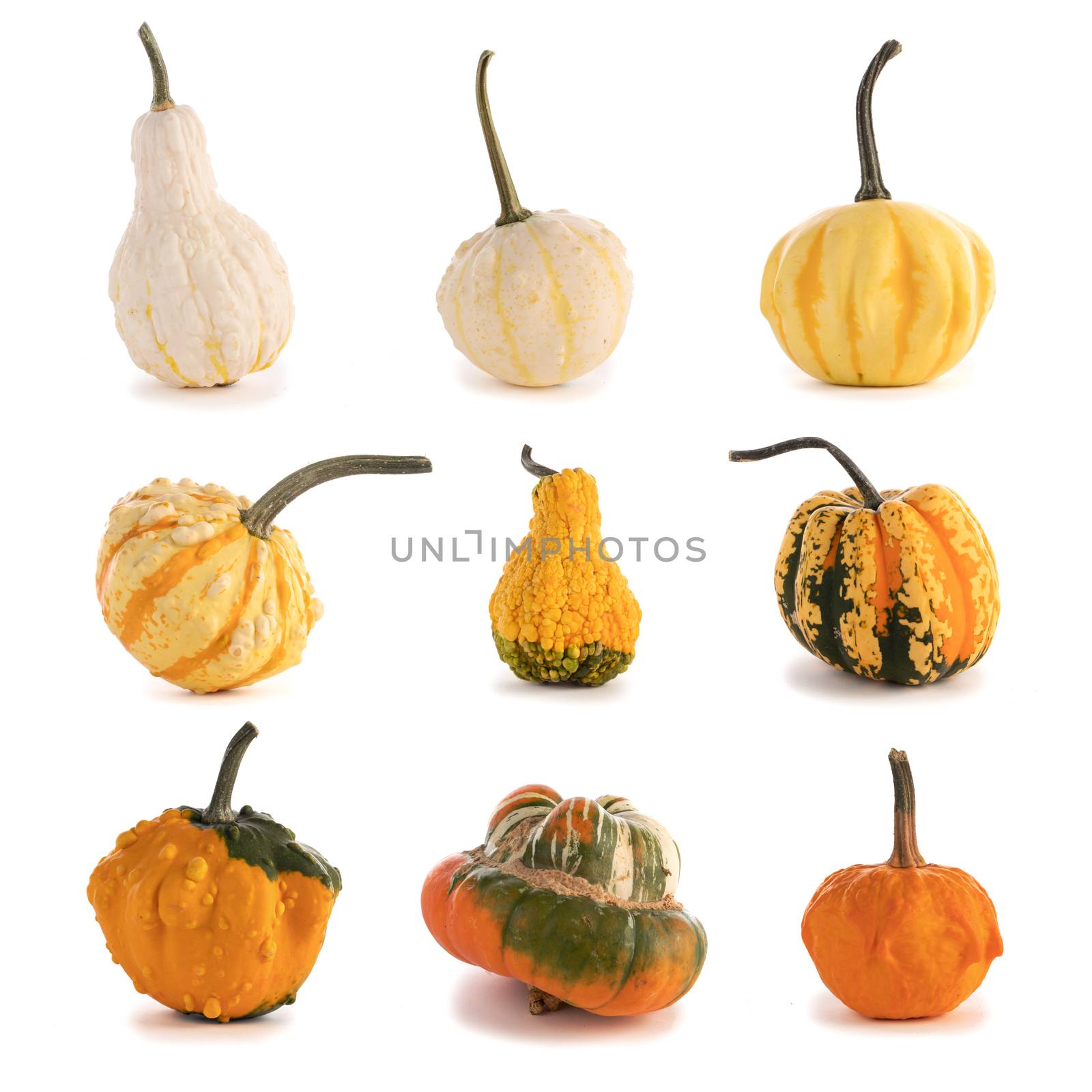 Set of diverse colorful pumpkins on isolated white background