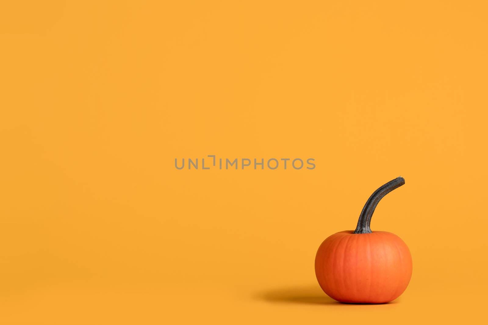 Holiday halloween background with pumpkin on orange, copy space for text