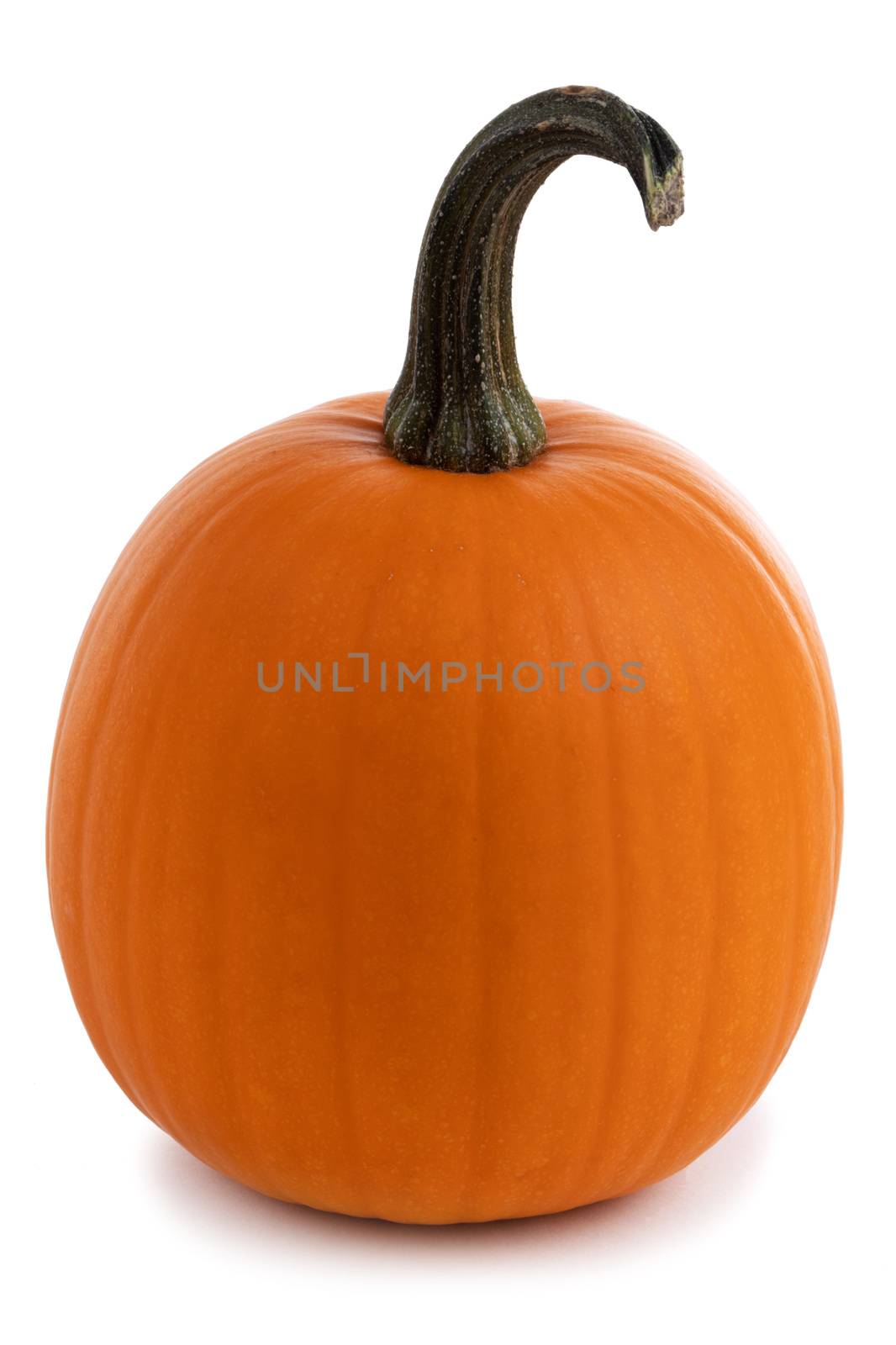 One pumpkin isolated on white background