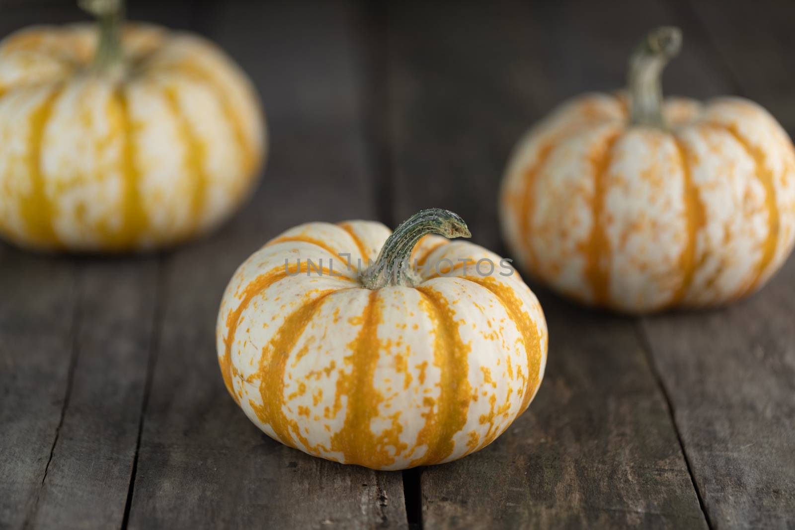 Three striped yellow pumpkins on dark wooden background , Halloween concept