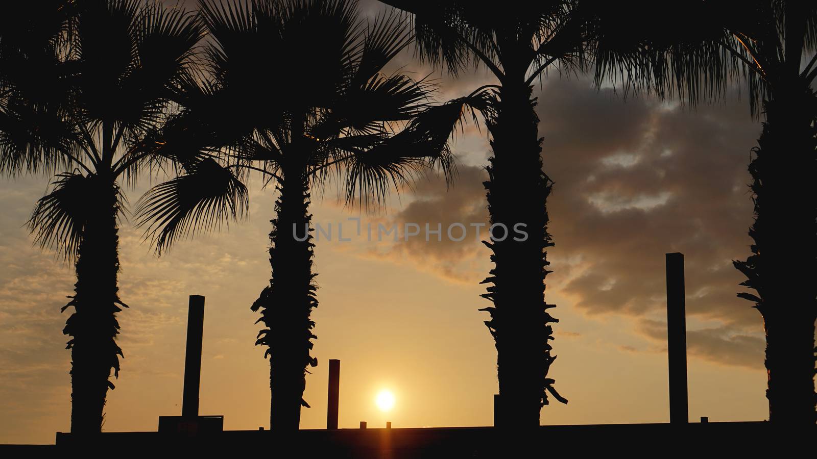 Sunset landscape. beach sunset. palm trees silhouette on sunset tropical beach by natali_brill