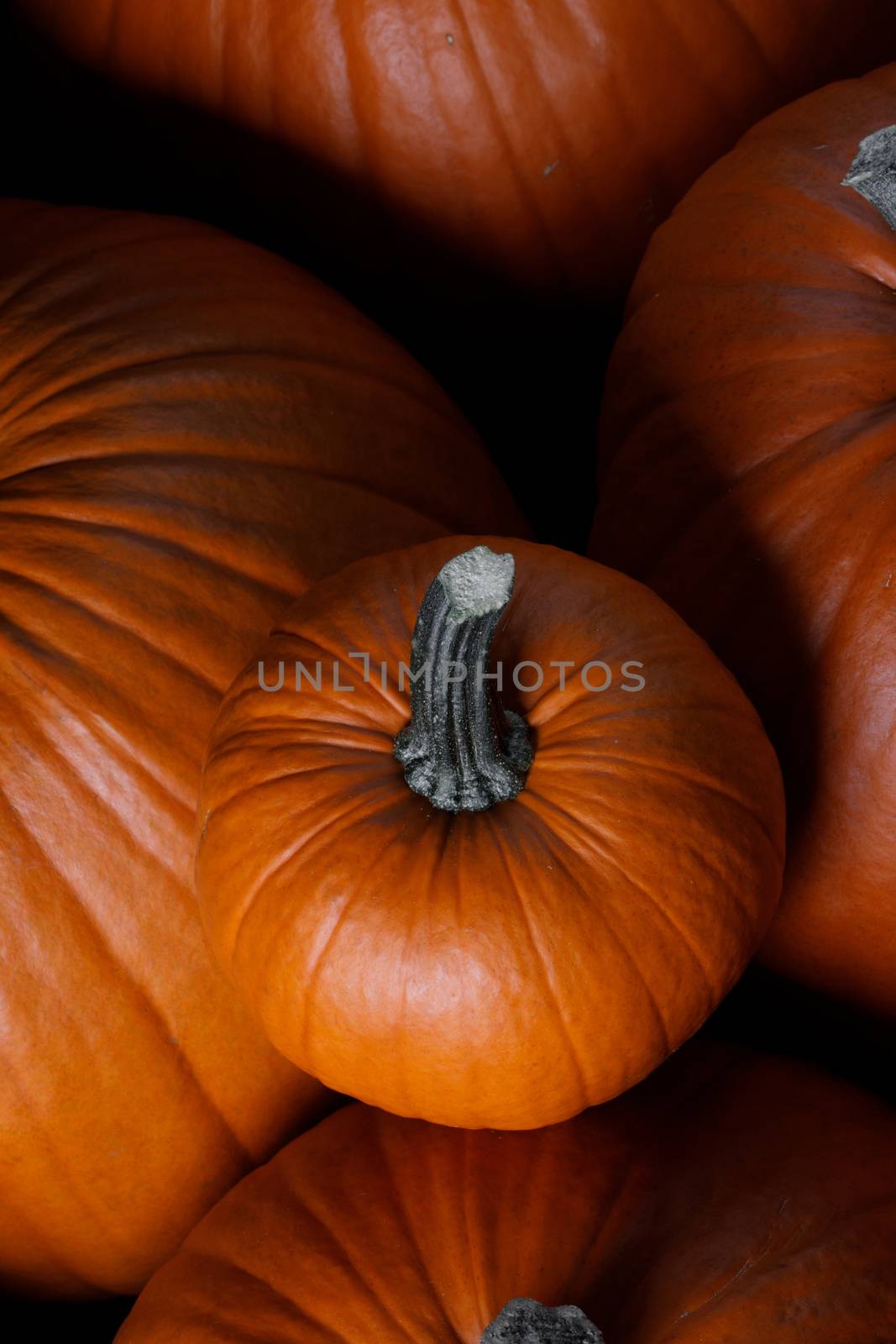 Many orange pumpkins background , Halloween holiday concept