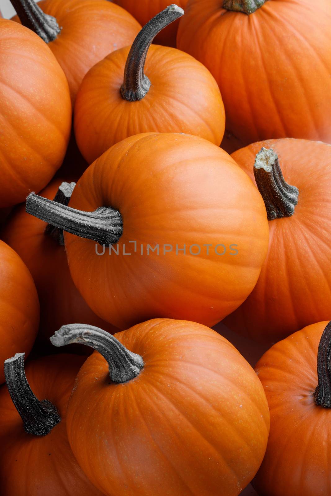 Many orange pumpkins background , Halloween holiday concept
