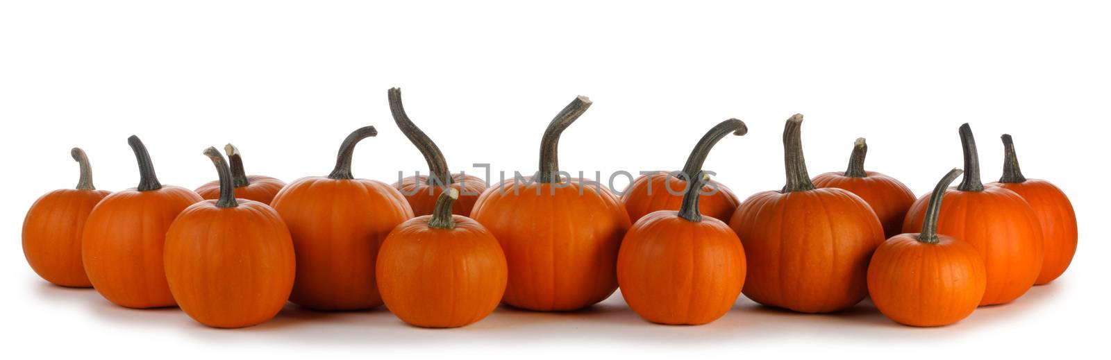 Autumn border of pumpkins in a row isolated on white background