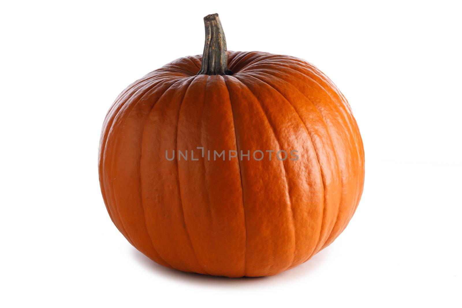 One pumpkin isolated on white background