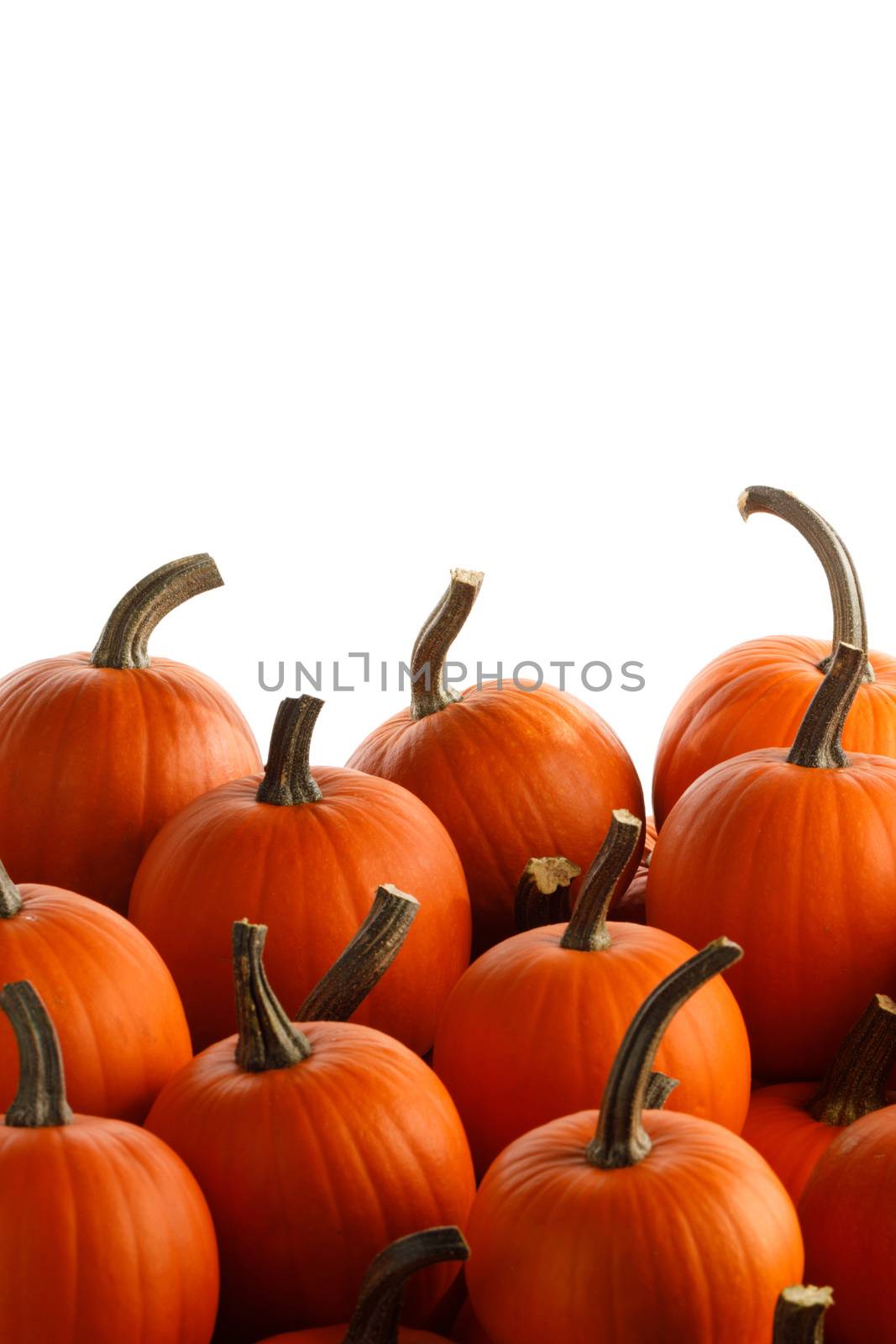 Heap of many orange pumpkins on white background , Halloween concept , copy space for text