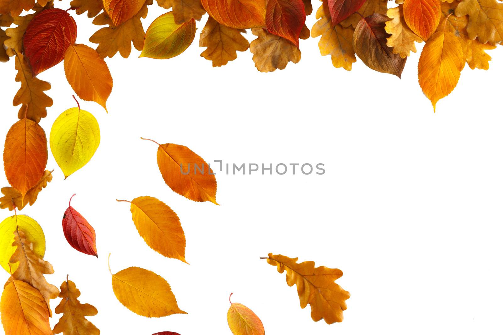 Colorful autumn leaves frame isolated on white background copy space for text