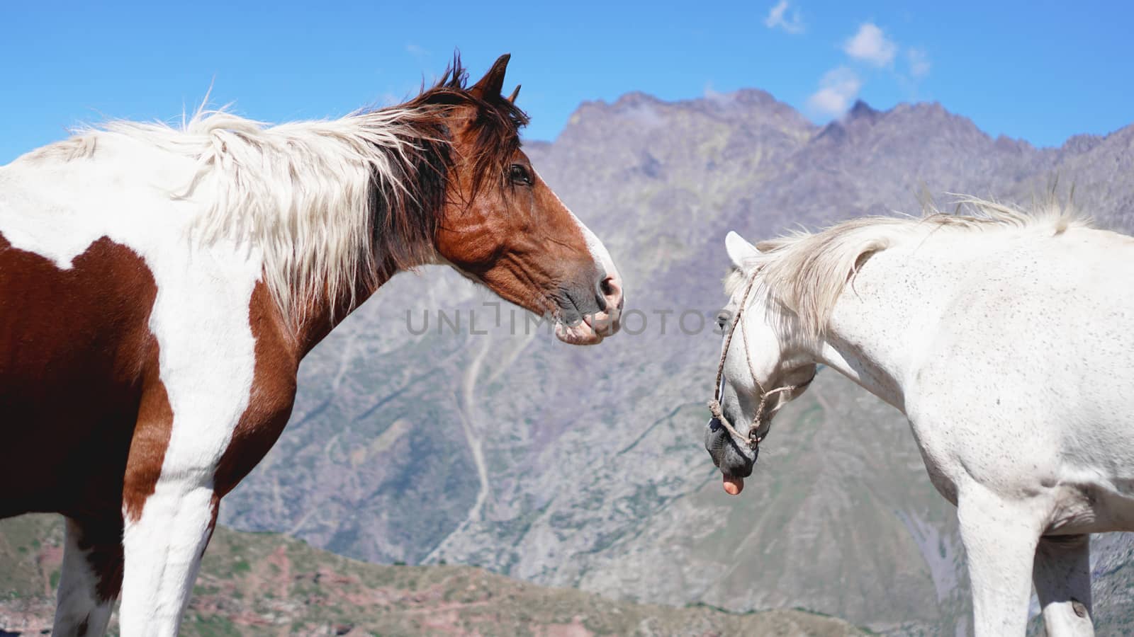 Wild horses pasturing on mountain environment. Beautiful nature background by natali_brill