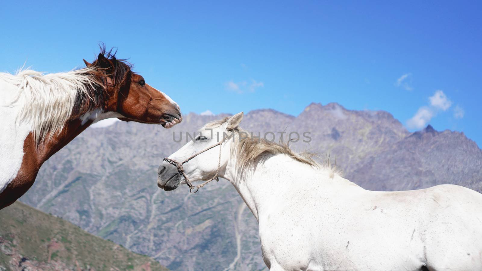 Two Wild horses pasturing on mountain environment. Beautiful nature background