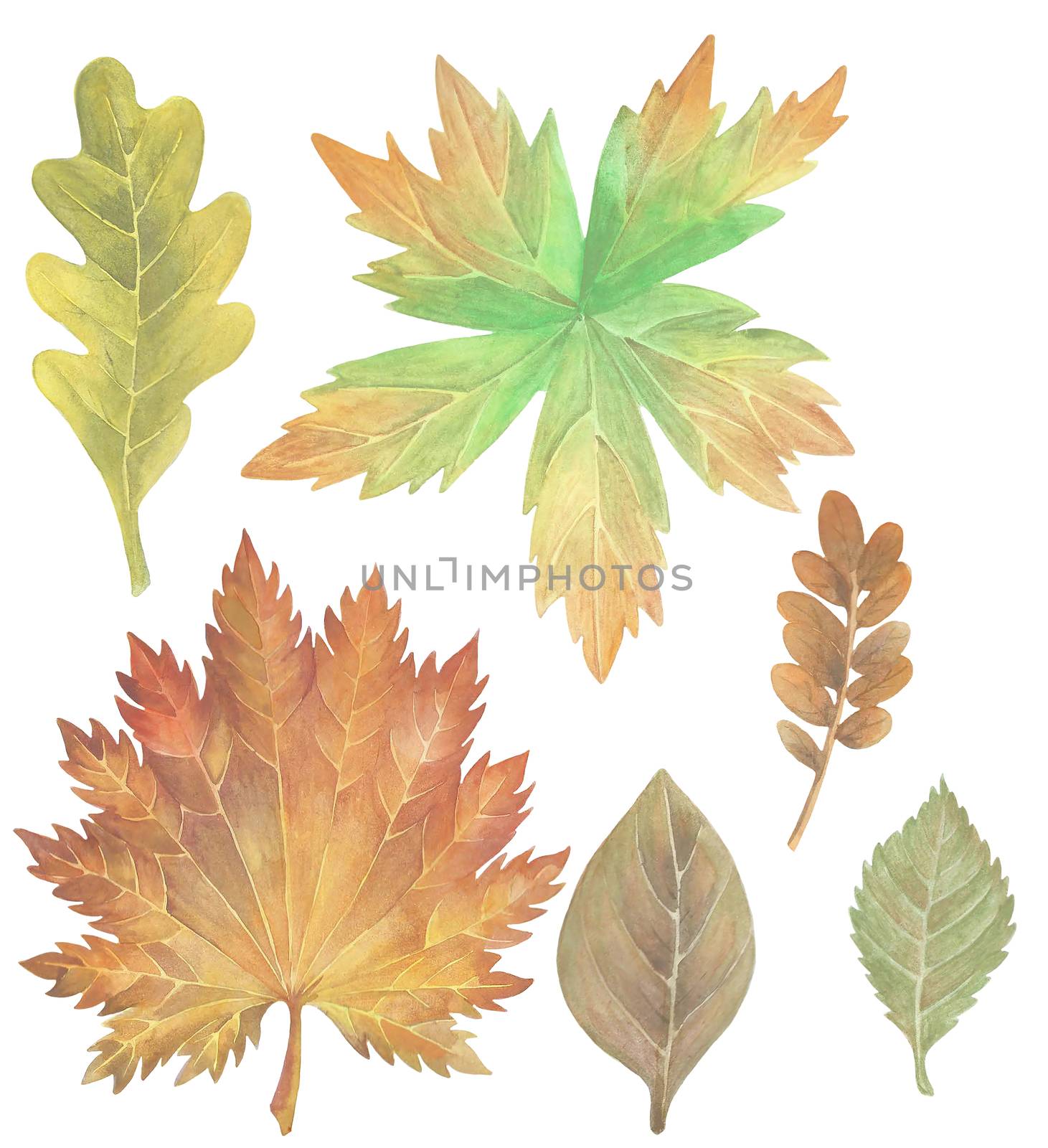 Set of watercolor autumn hand painted leaves by amekamura