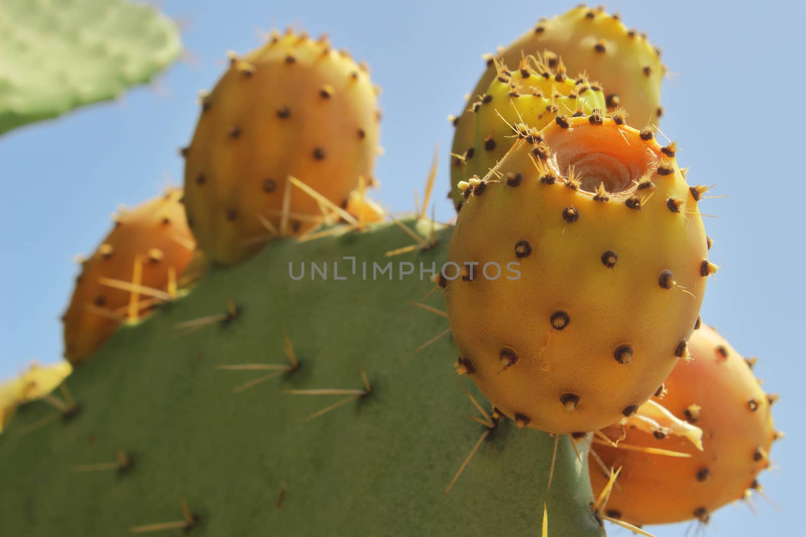 cactus figs on the tree by giuseppe_capellupo