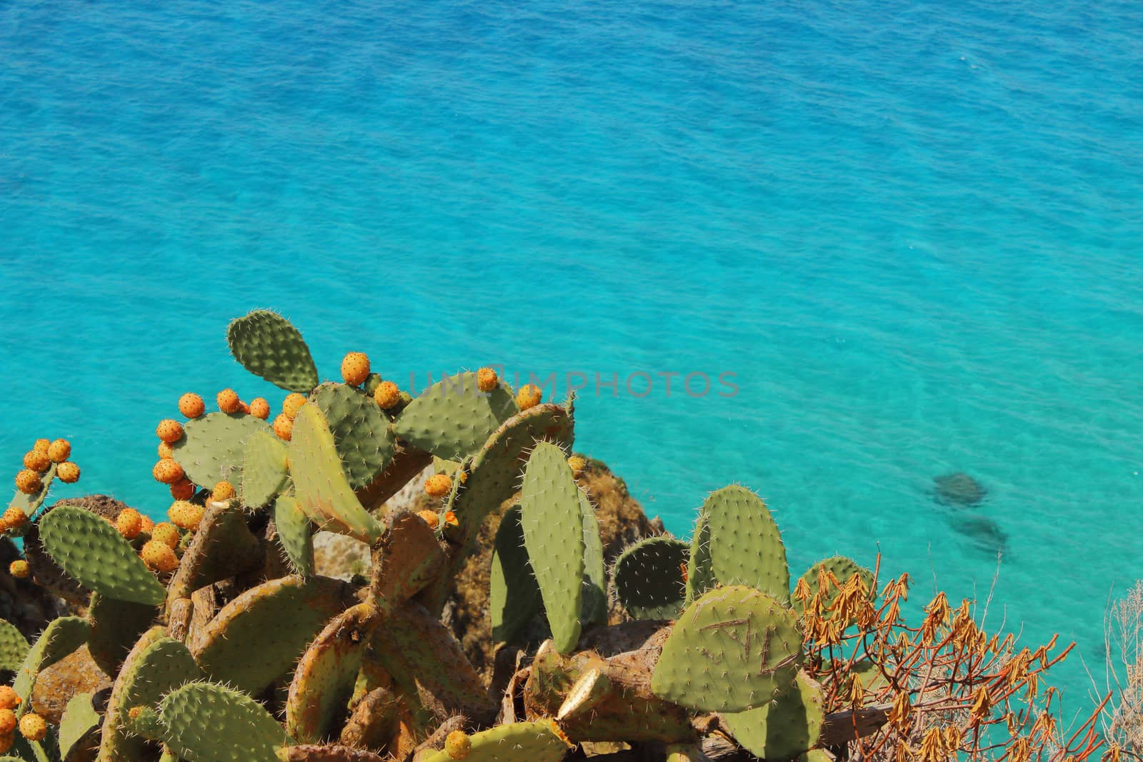 cactus figs on the tree by giuseppe_capellupo