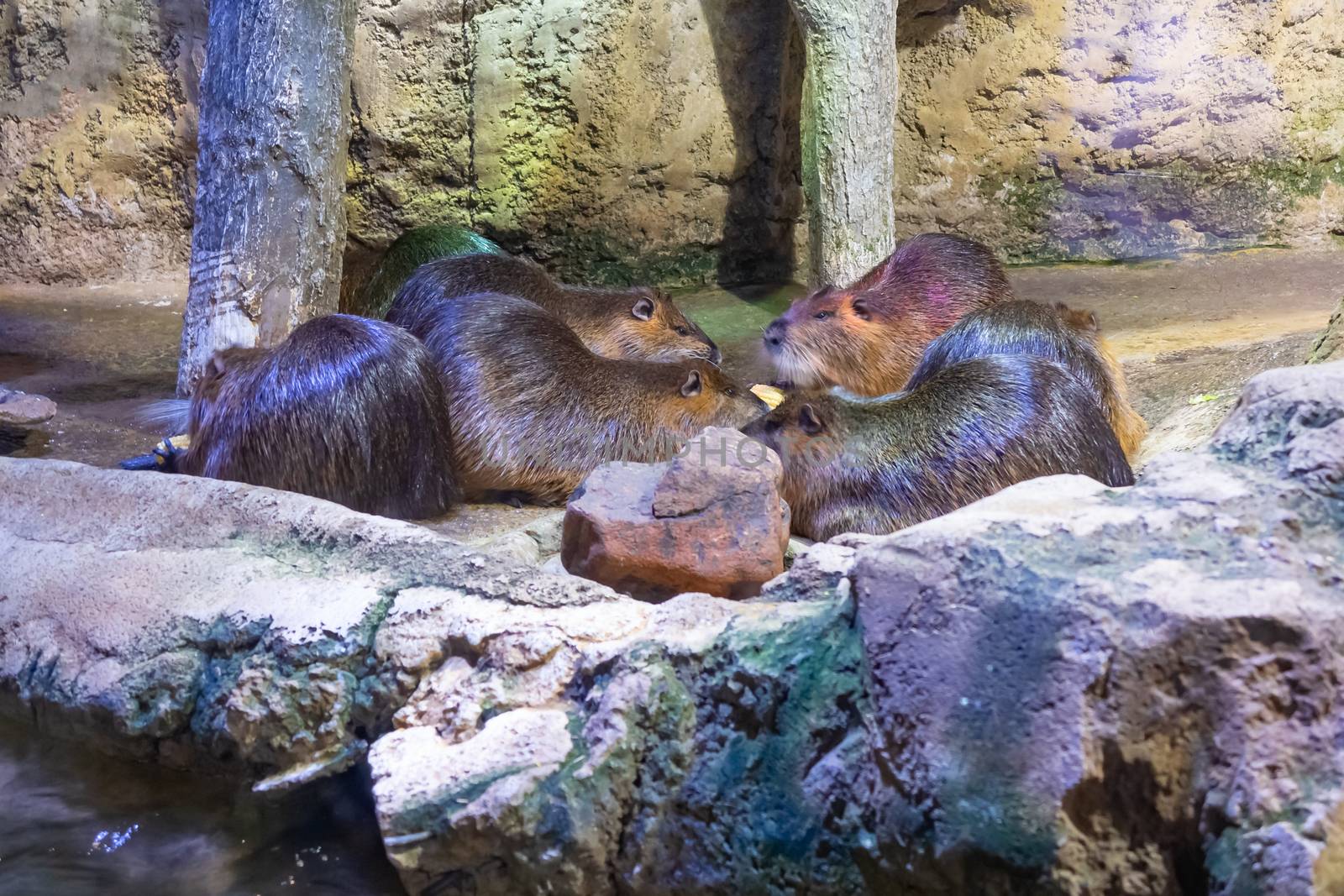 Group of beavers lie on the stones at the zoo.