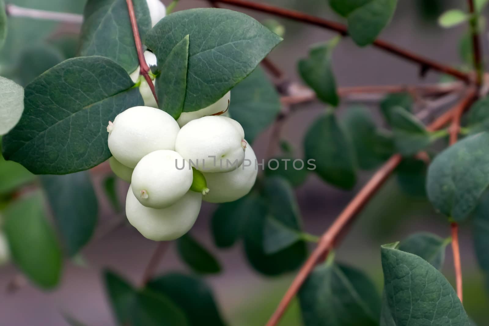 White berries of Symphoricarpos albus known as common snowberry on a bush.