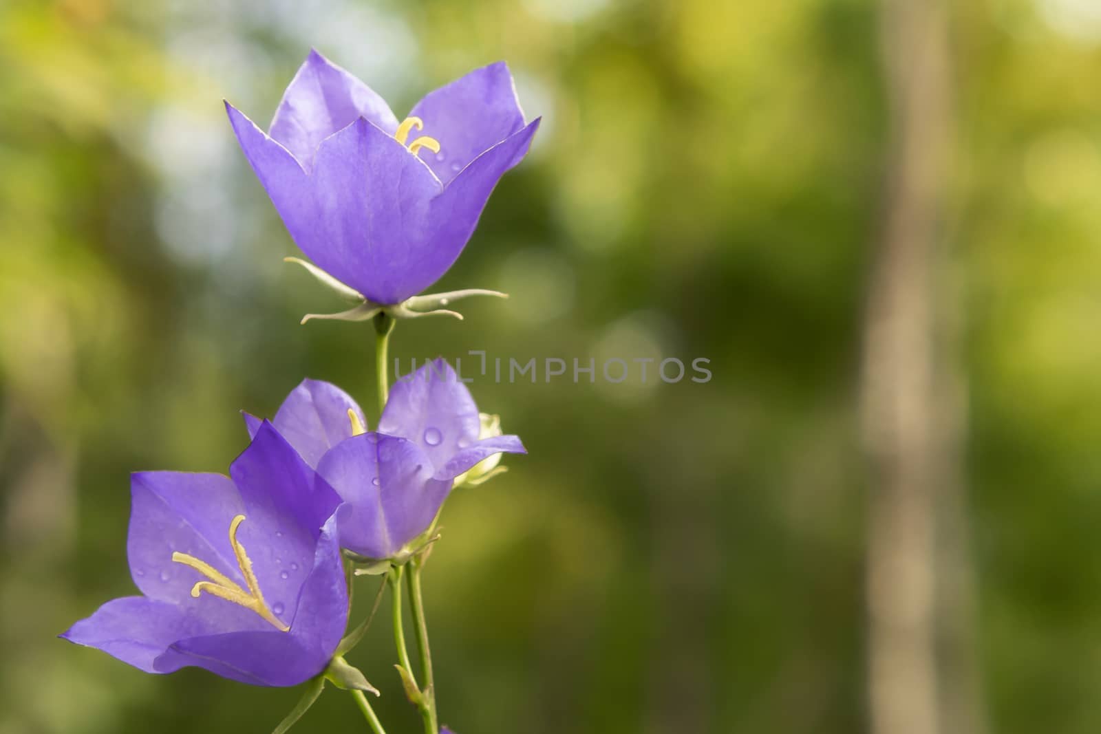 Flowers Blue campanula on the edge of the forest. Beautiful wild flower closeup with copy space.