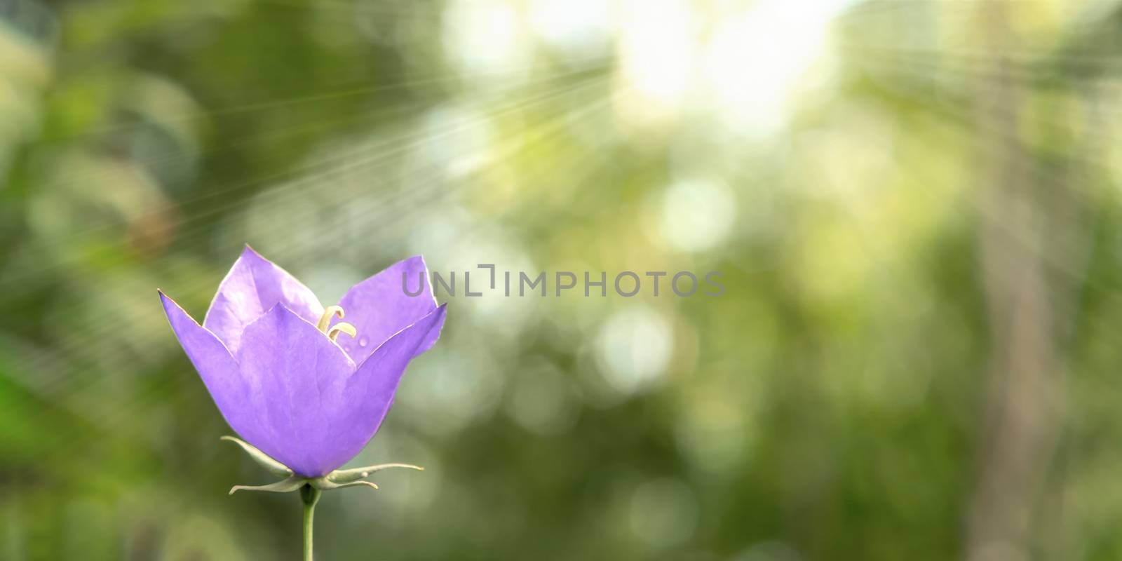 Flower Blue campanula on the edge of the forest. Beautiful wild flower closeup with copy space by galsand