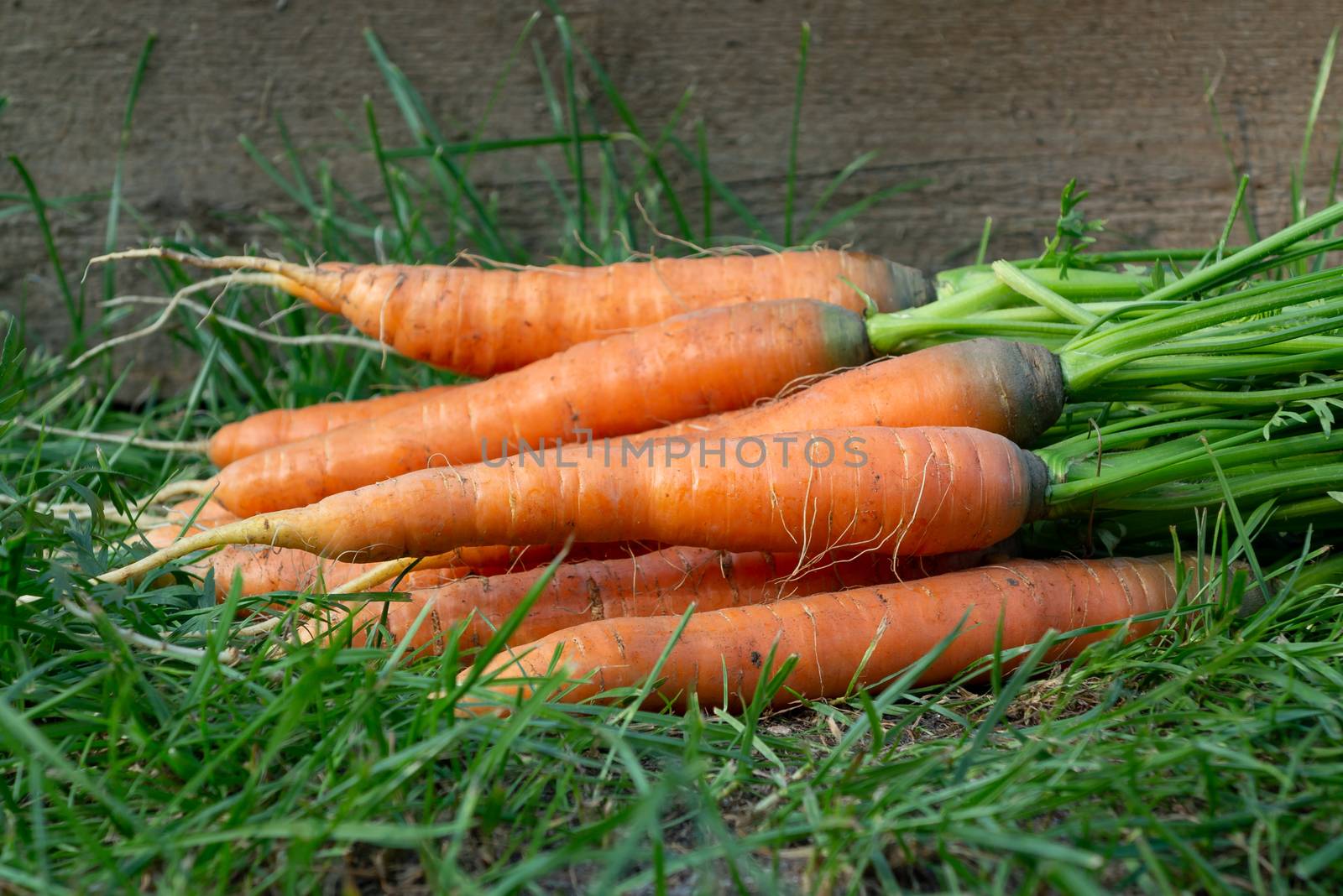 Bunch of fresh carrots with tops on the grass next to the garden bed by galsand