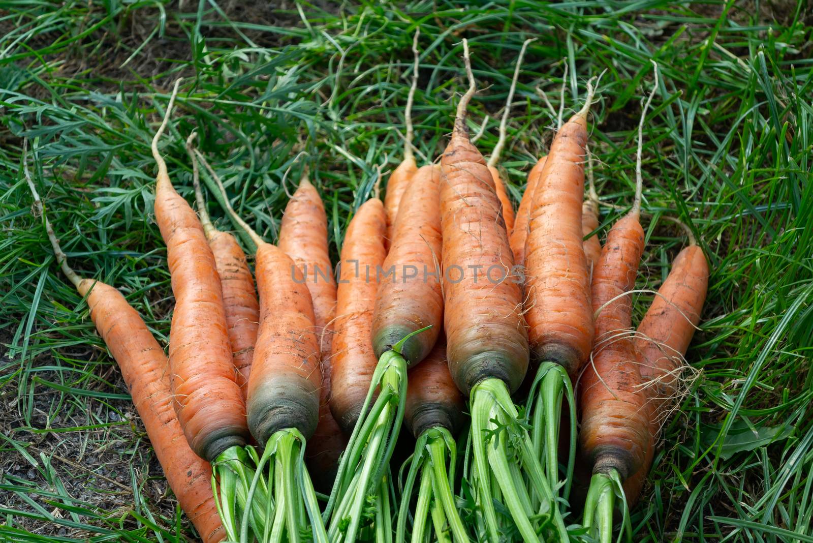 Bunch of fresh carrots with tops on the grass next to the garden bed.