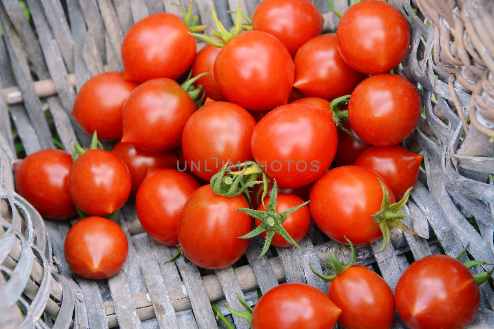 Freshly picked ripe red tomatoes from an allotment, piled in the corner of a woven basket