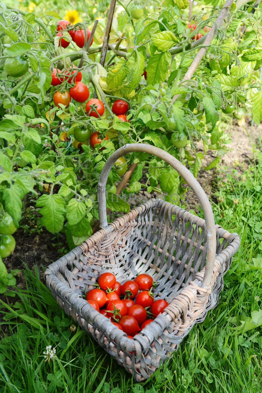 Red cherry tomatoes picked from tomato vines in a vegetable garden, gathered in a woven basket