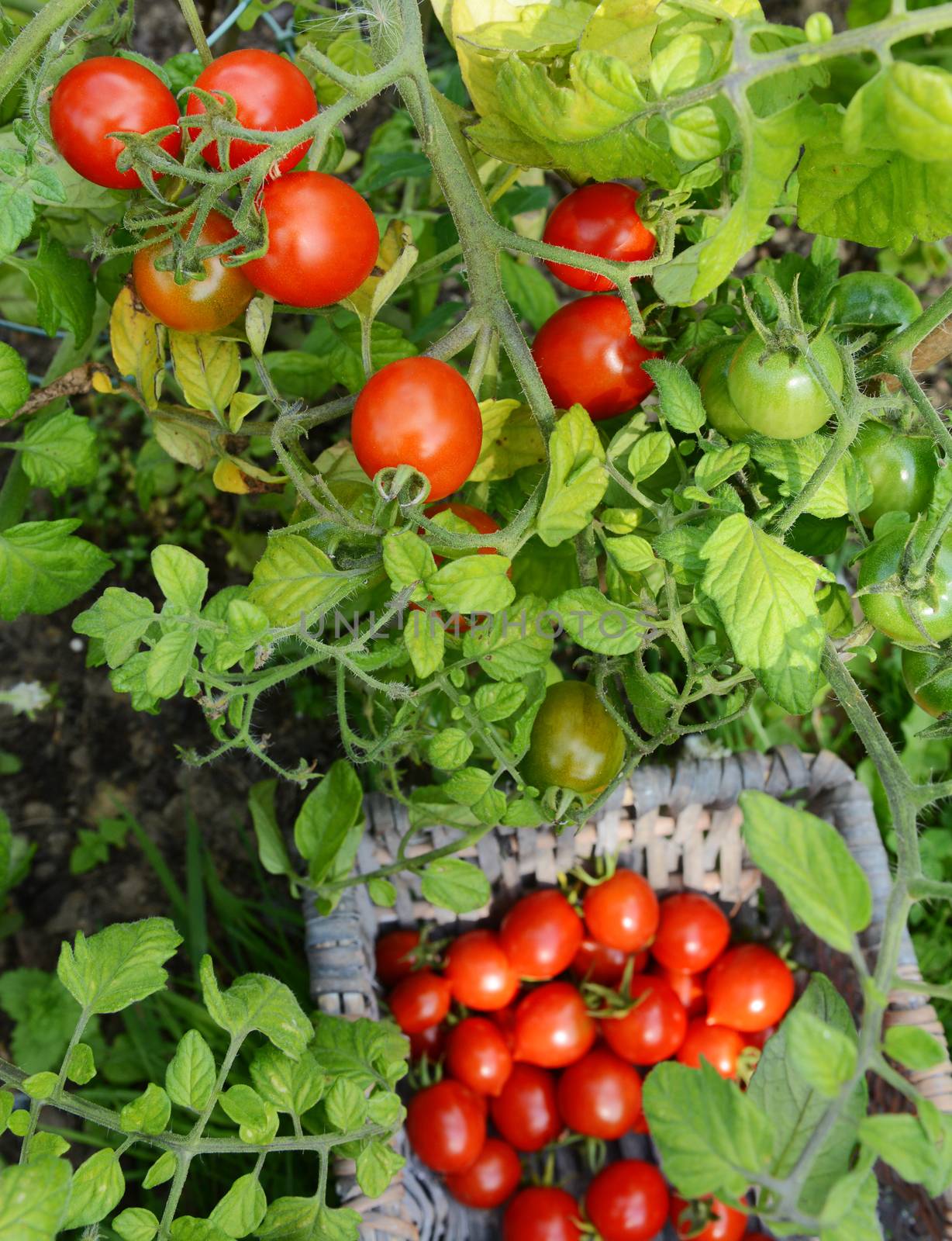 Plump red tomatoes on the vine, above a basket full of harvested tomatoes below