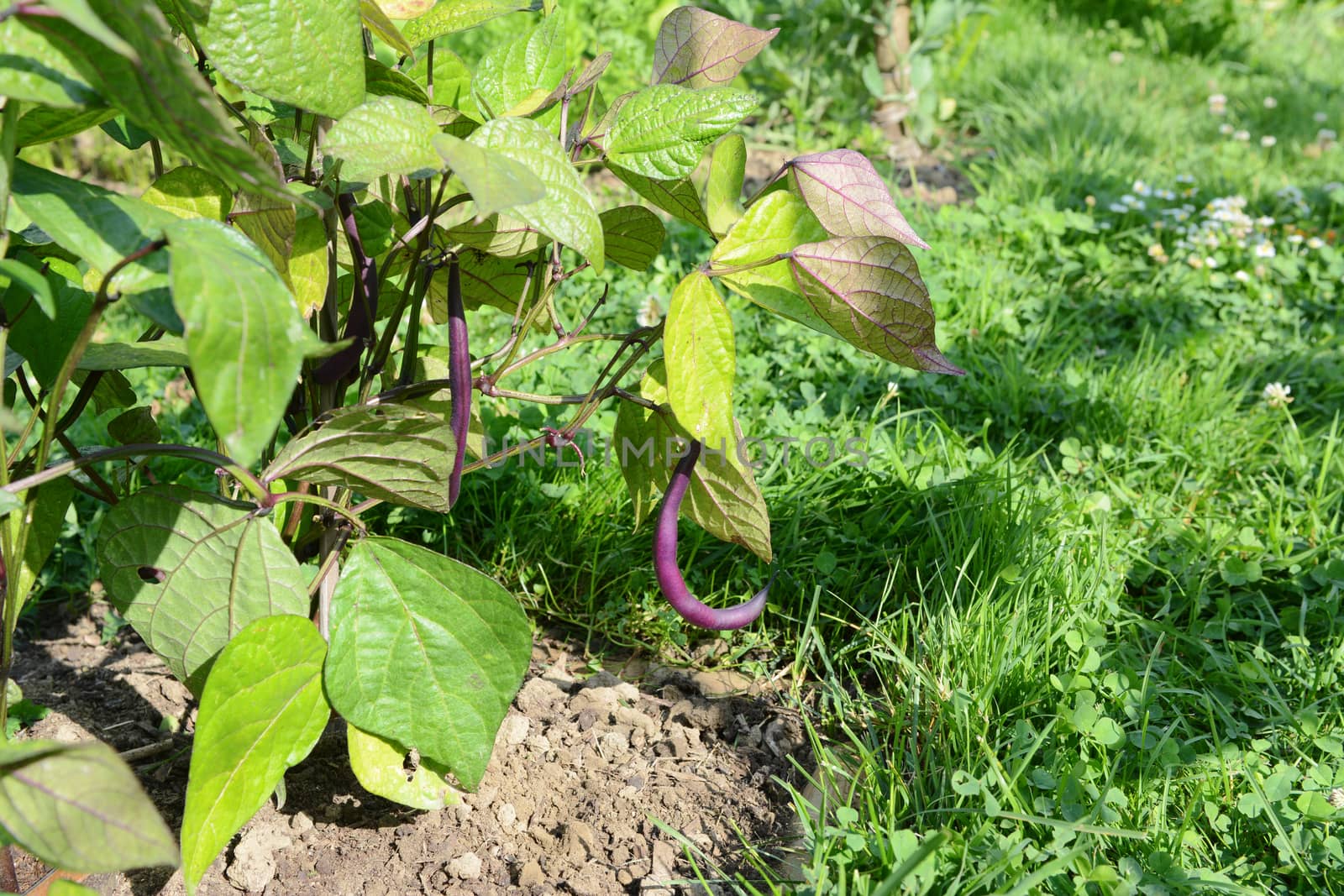 Purple bean hangs from dwarf French bean plant in a sunny allotment garden