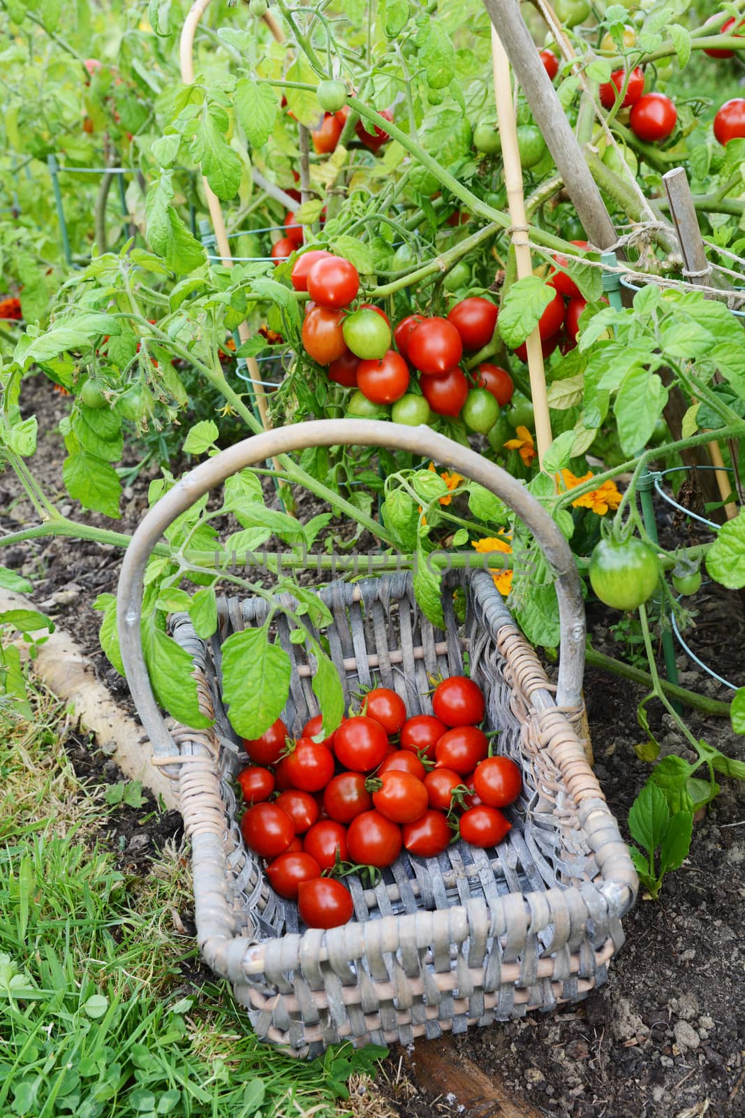 Basket half-filled with cherry tomatoes below a tomato plant by sarahdoow