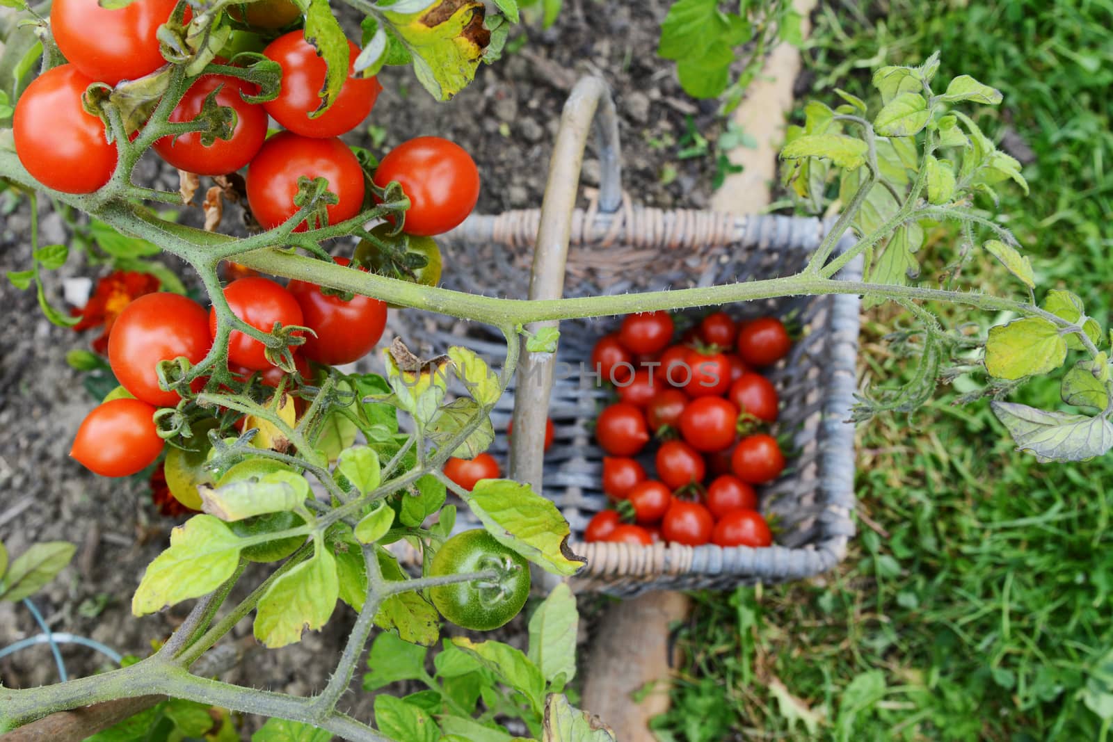Red and green cherry tomatoes on the vine, in selective focus above a basket of picked fruit in a vegetable garden