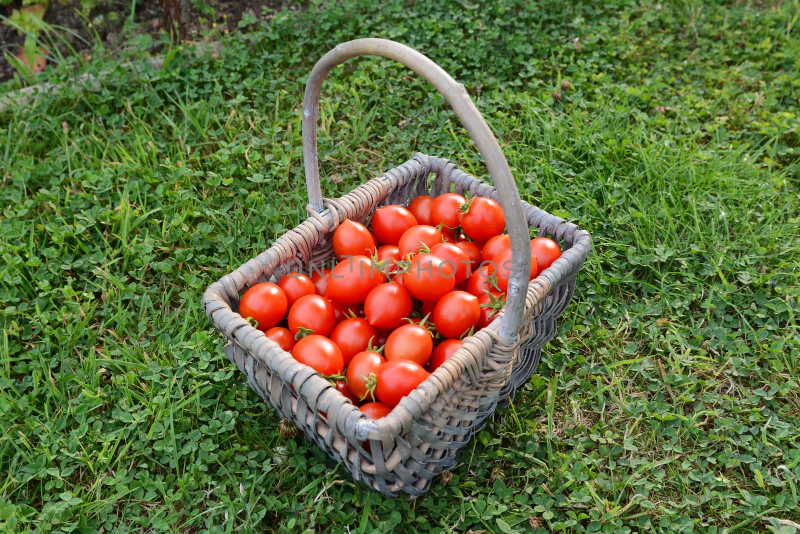 Freshly harvested Red Alert cherry tomatoes in a woven basket on lush green grass in an allotment garden