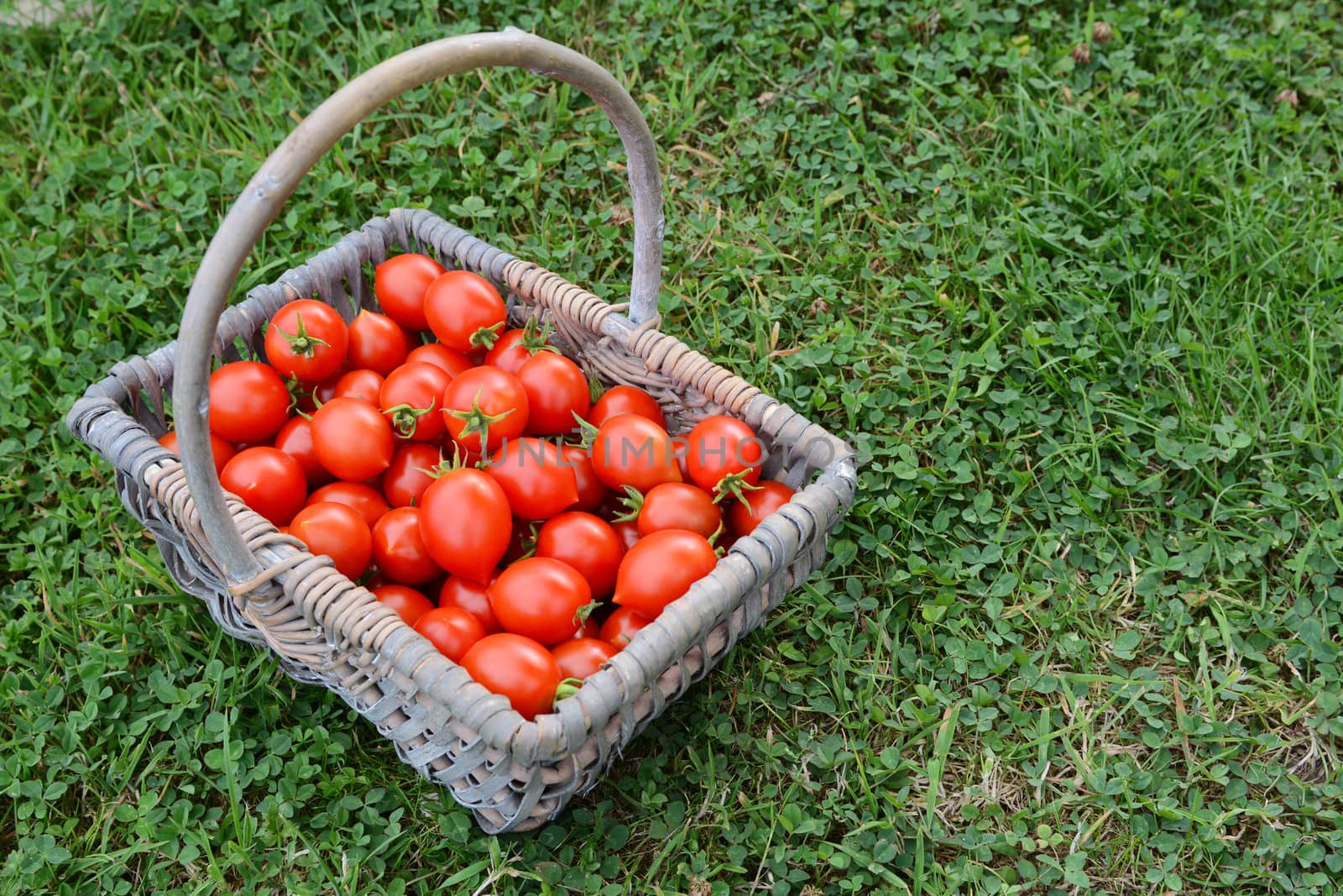 Basket full of cherry tomatoes in a vegetable garden  by sarahdoow