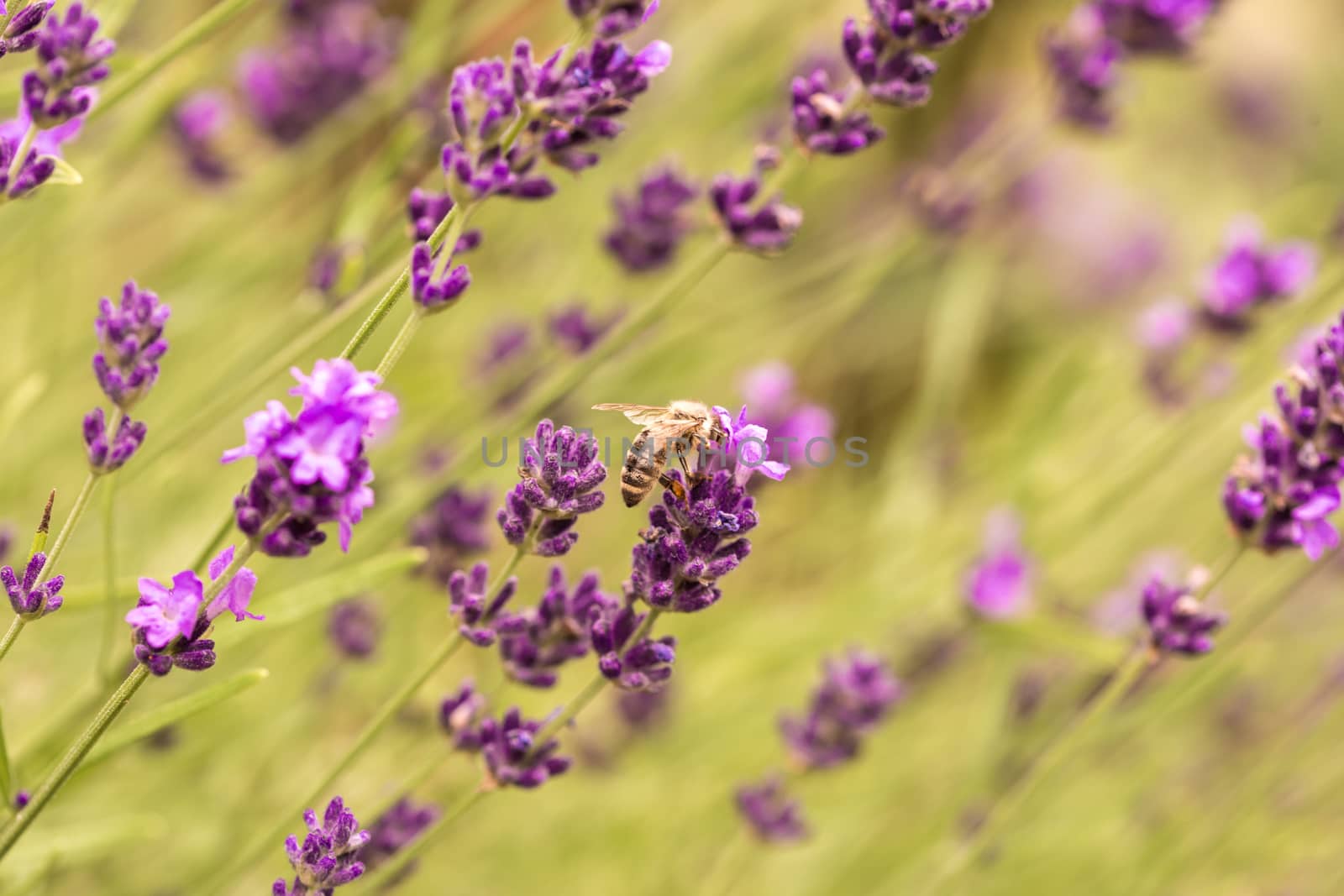 Close up Bushes of lavender purple aromatic flowers