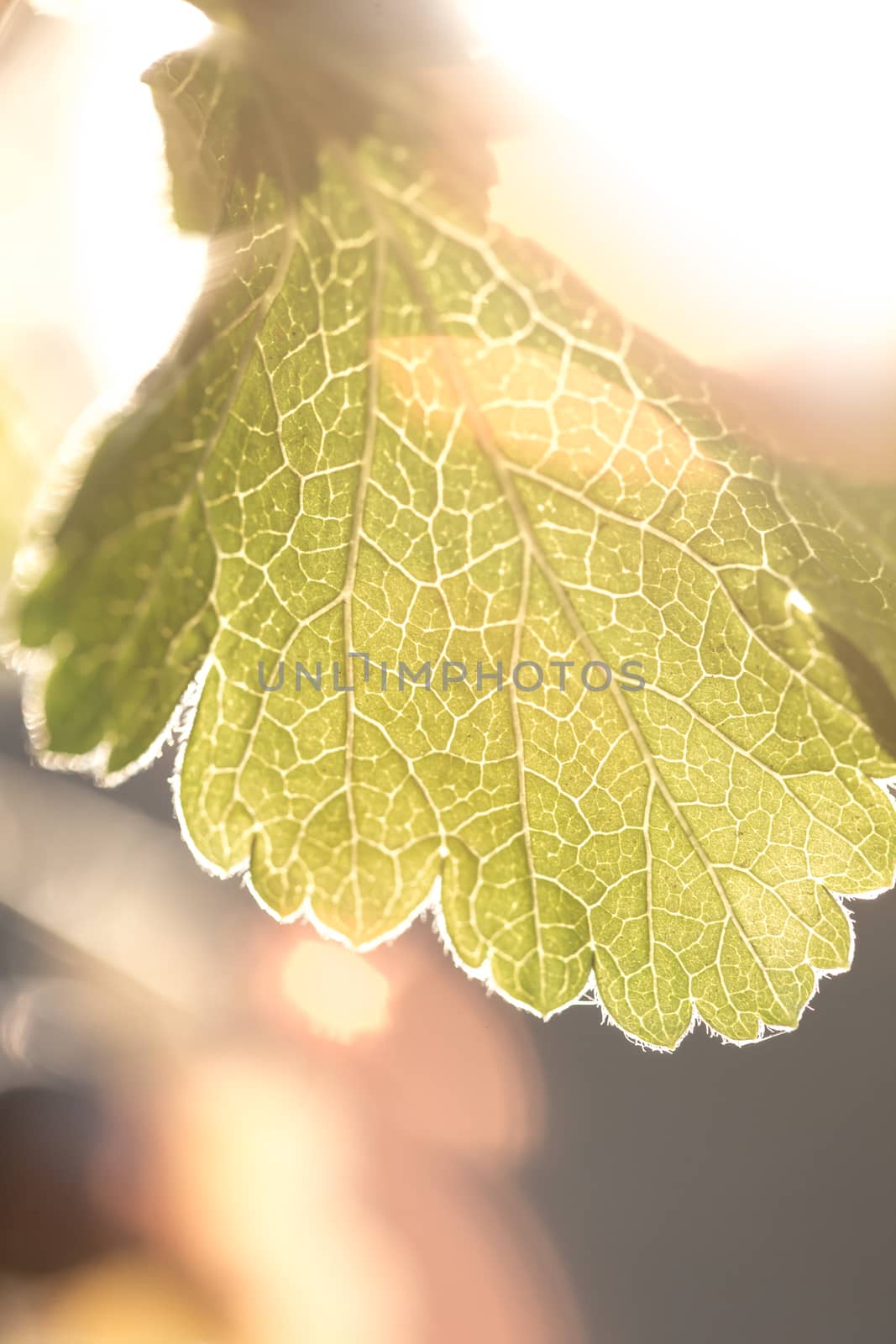 Rays of the sun shining through the green leaf of the trees