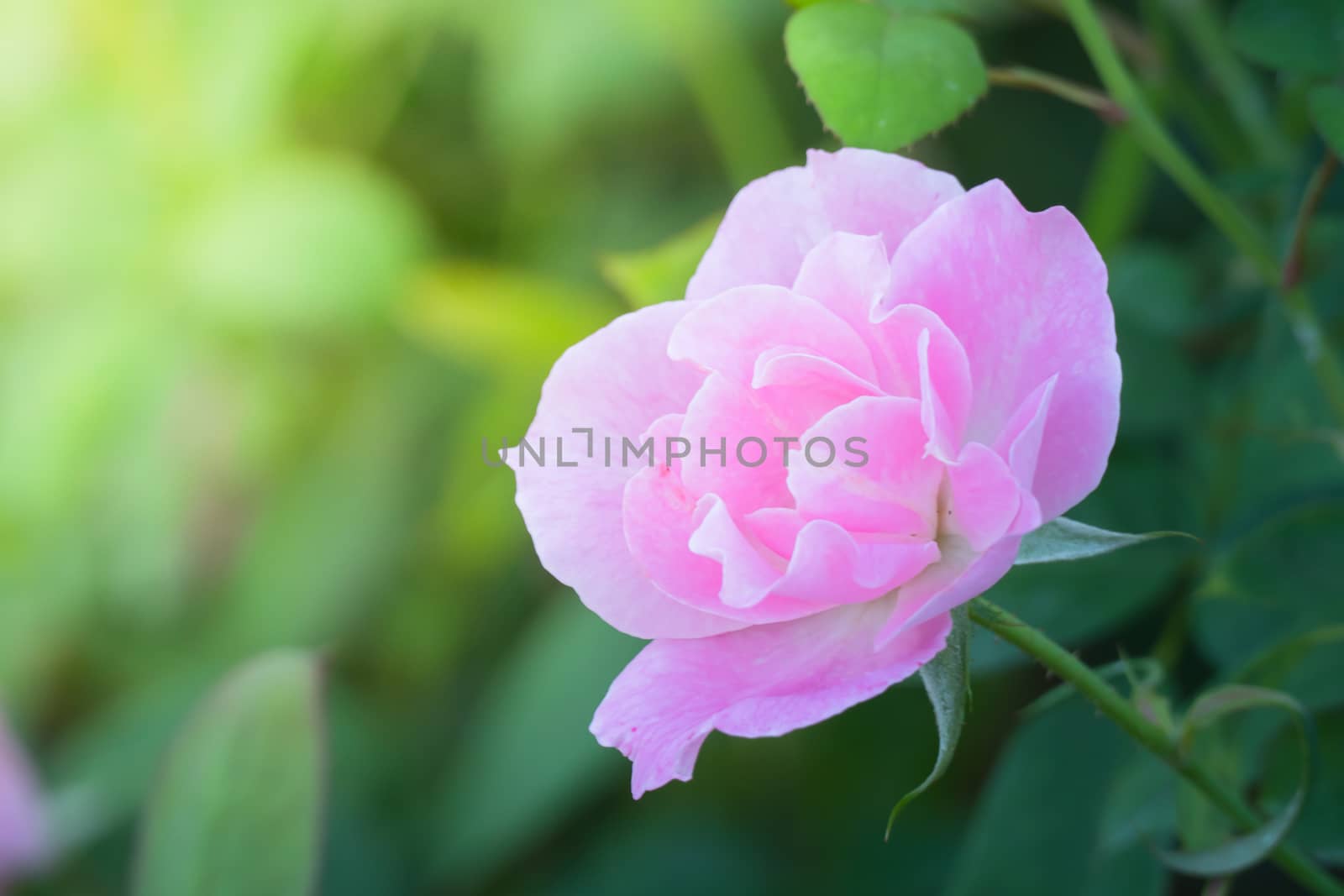 Roses in the garden, Roses are beautiful with a beautiful sunny day.