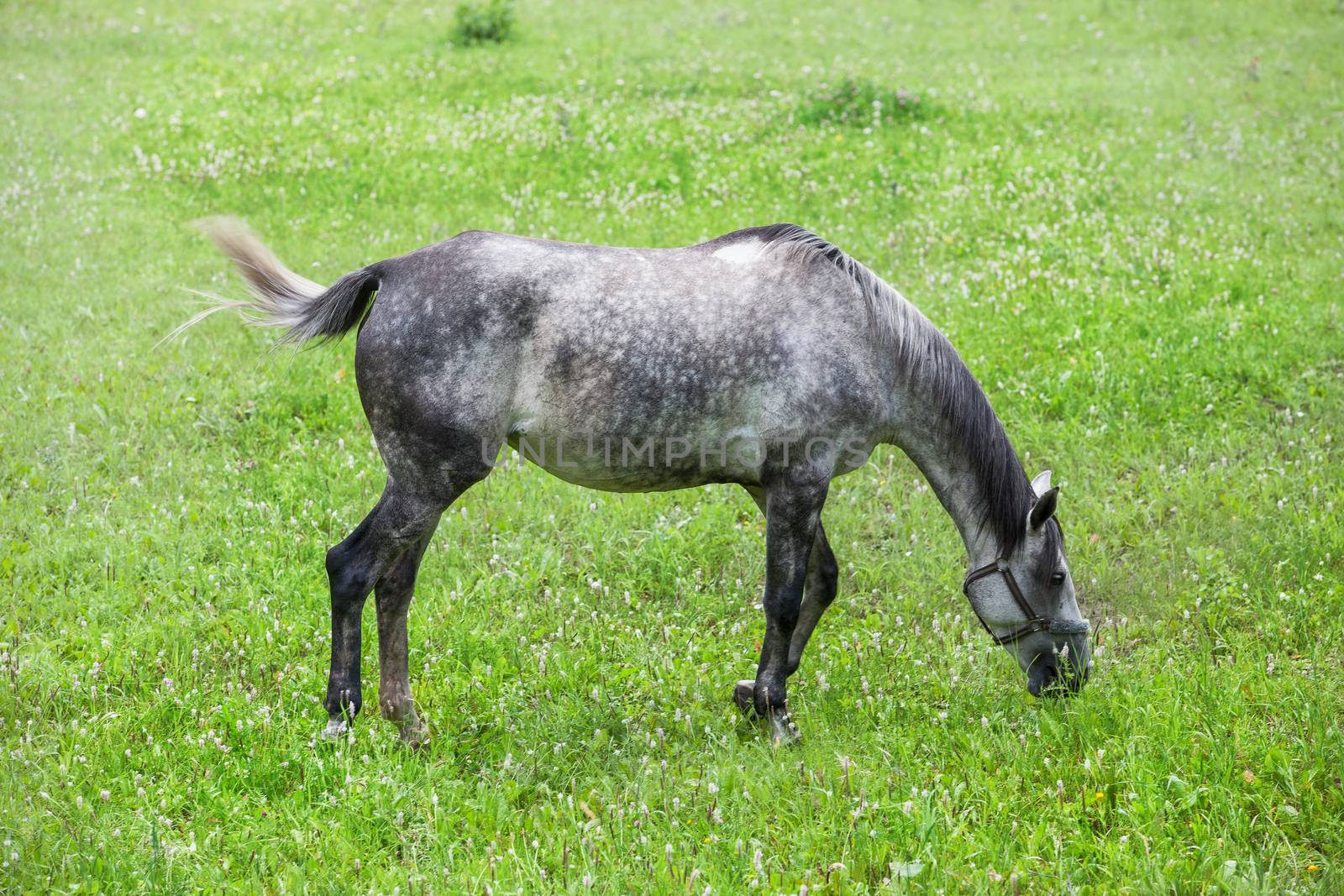 Beautiful horse graze at the forest meadow