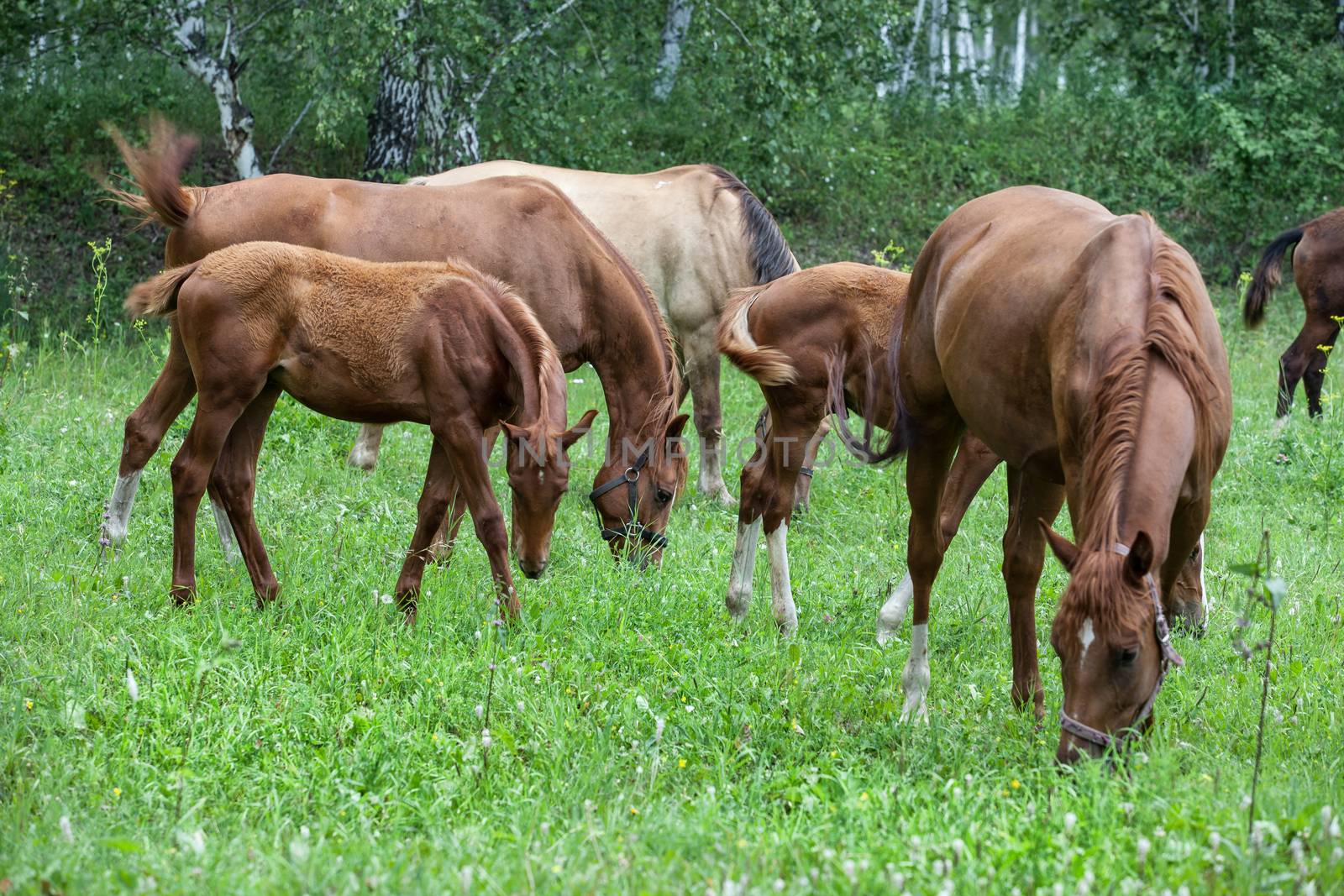 Herd of horses graze at the forest meadow