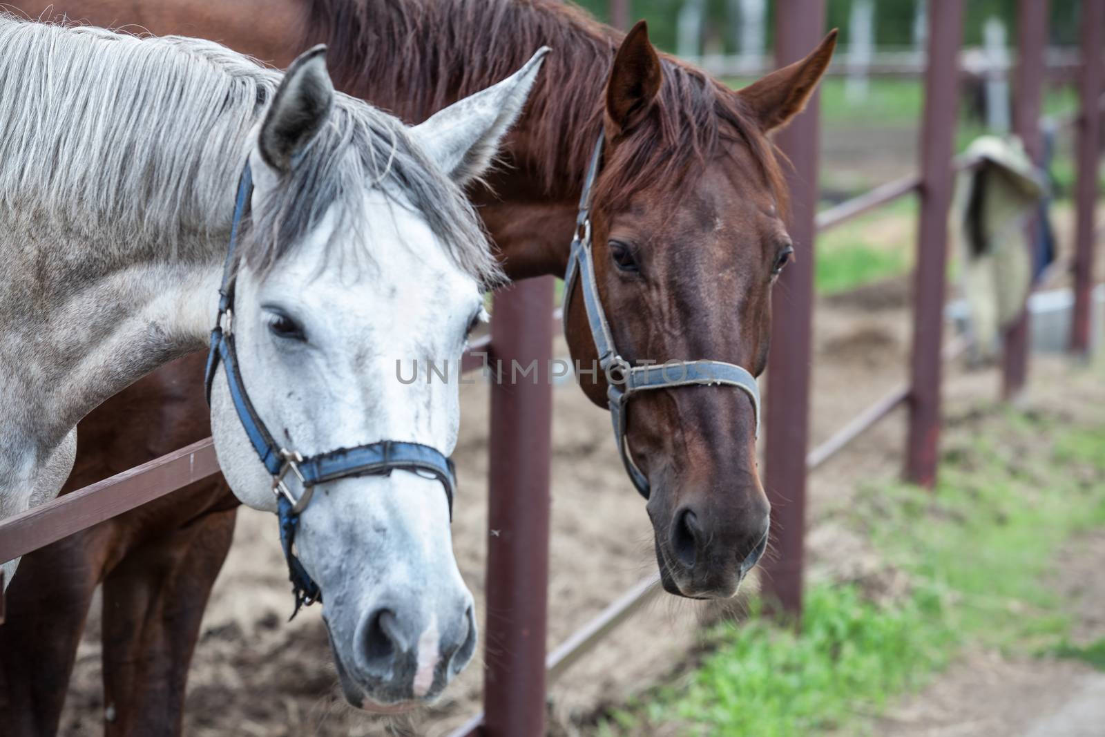 Two horses in the stall at the farm