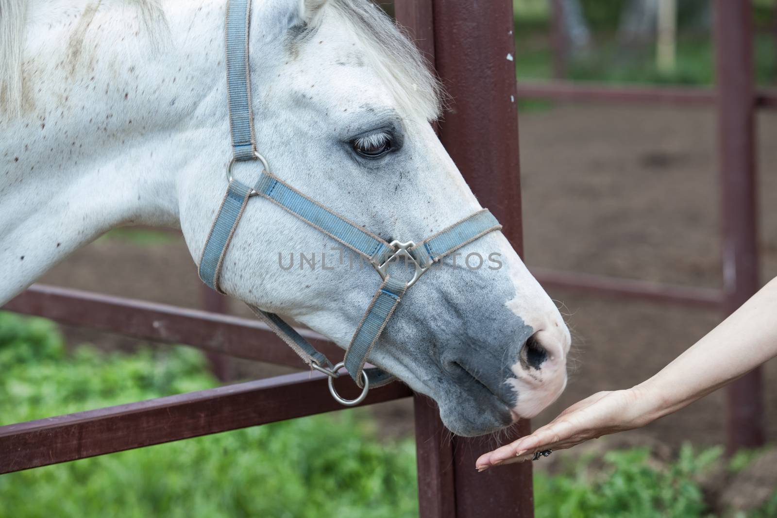 Horse taking food from the woman's hand