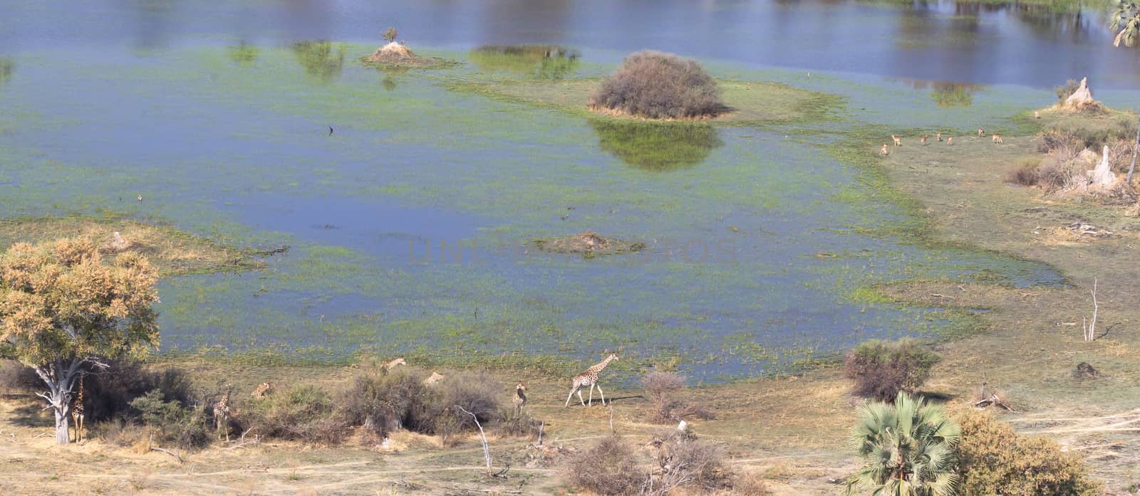 Giraffes in the Okavango delta (Botswana), aerial shot