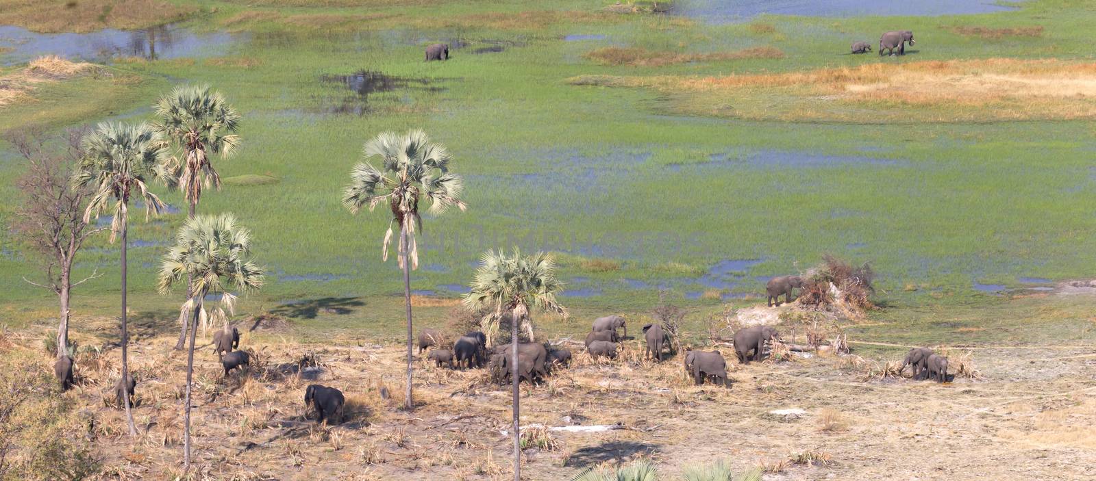 Elephants in the Okavango delta (Botswana), aerial shot