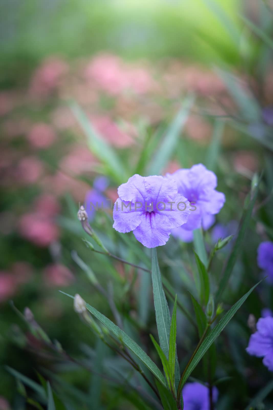 The background image of the colorful flowers, background nature