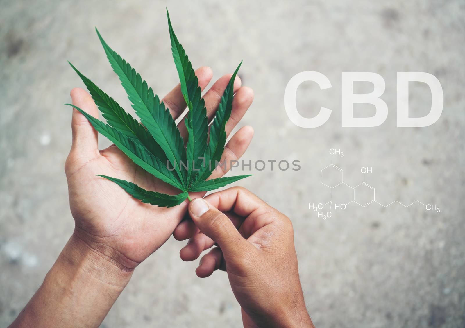 Hand holding marijuana leaf with cbd thc chemical structure