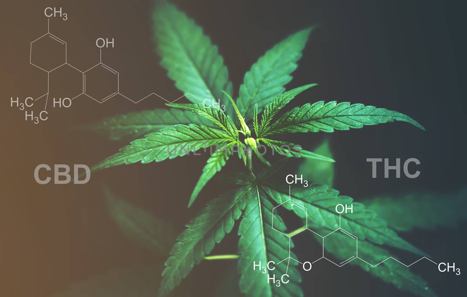 Marijuana leaves with cbd thc chemical structure