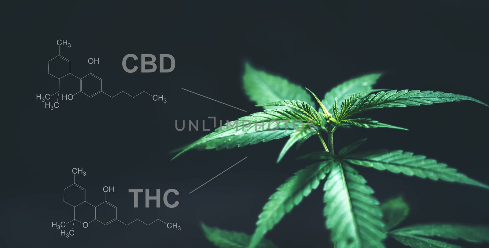 Marijuana leaves with cbd thc chemical structure by anankkml