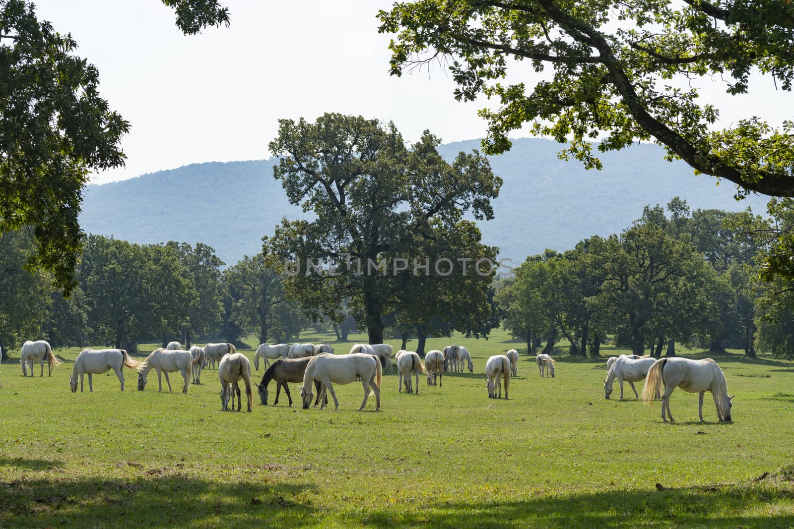 Lipizzaner horses grazing on a meadow