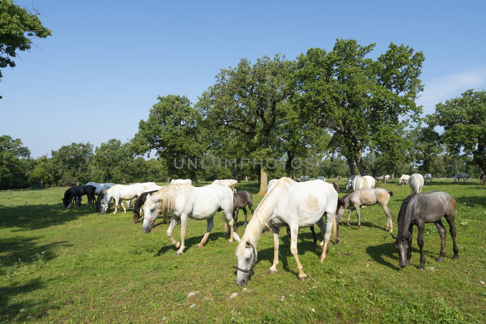 Lipizzaner horses grazing on a meadow