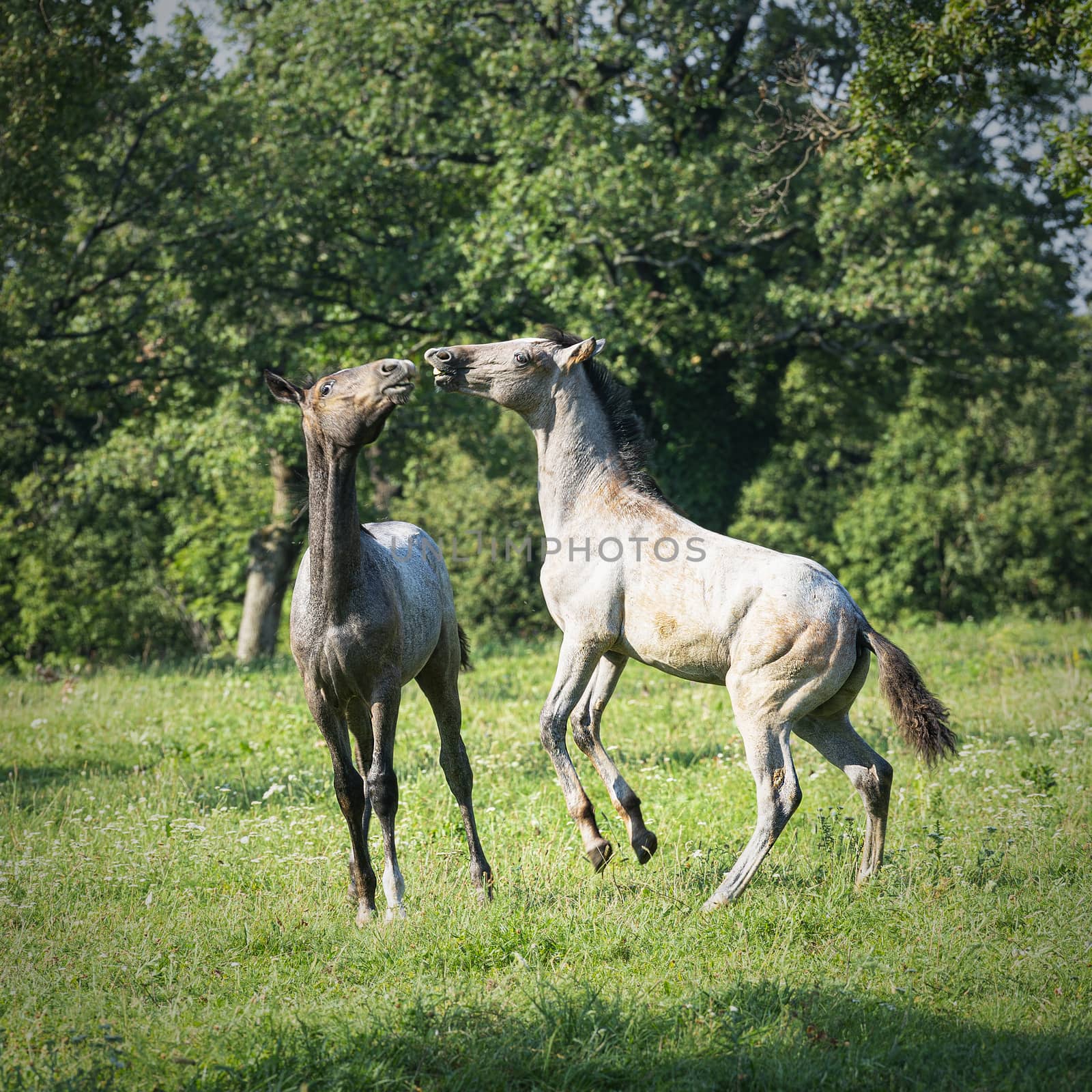 Young Lipizzaner horses playing on a meadow